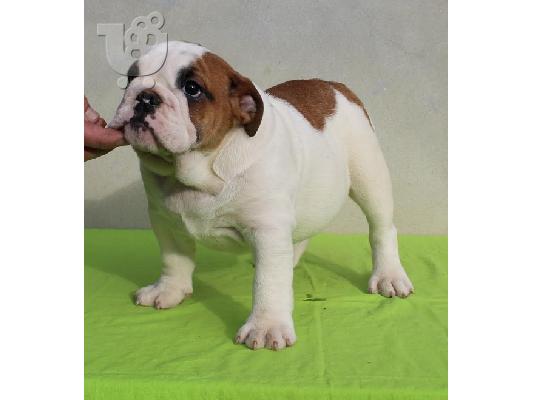 PoulaTo: ENGLISH BULLDOG Κουτάβια